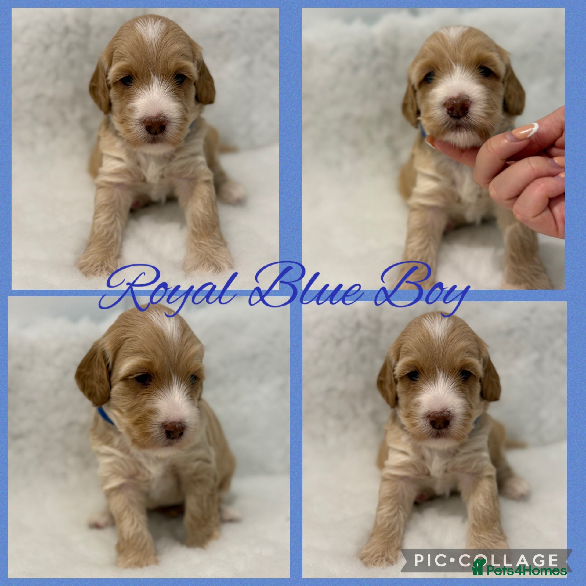 Labradoodle dogs Multigen Prestige Australian Labradoodle puppies💜 - Advert 2