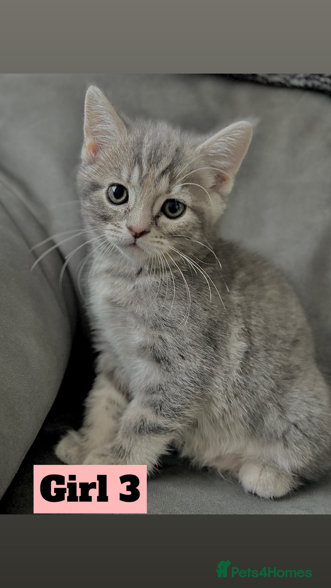 British Shorthair cats for sale: Beautiful Purebreed British Shorthair X Tabby - Image 7