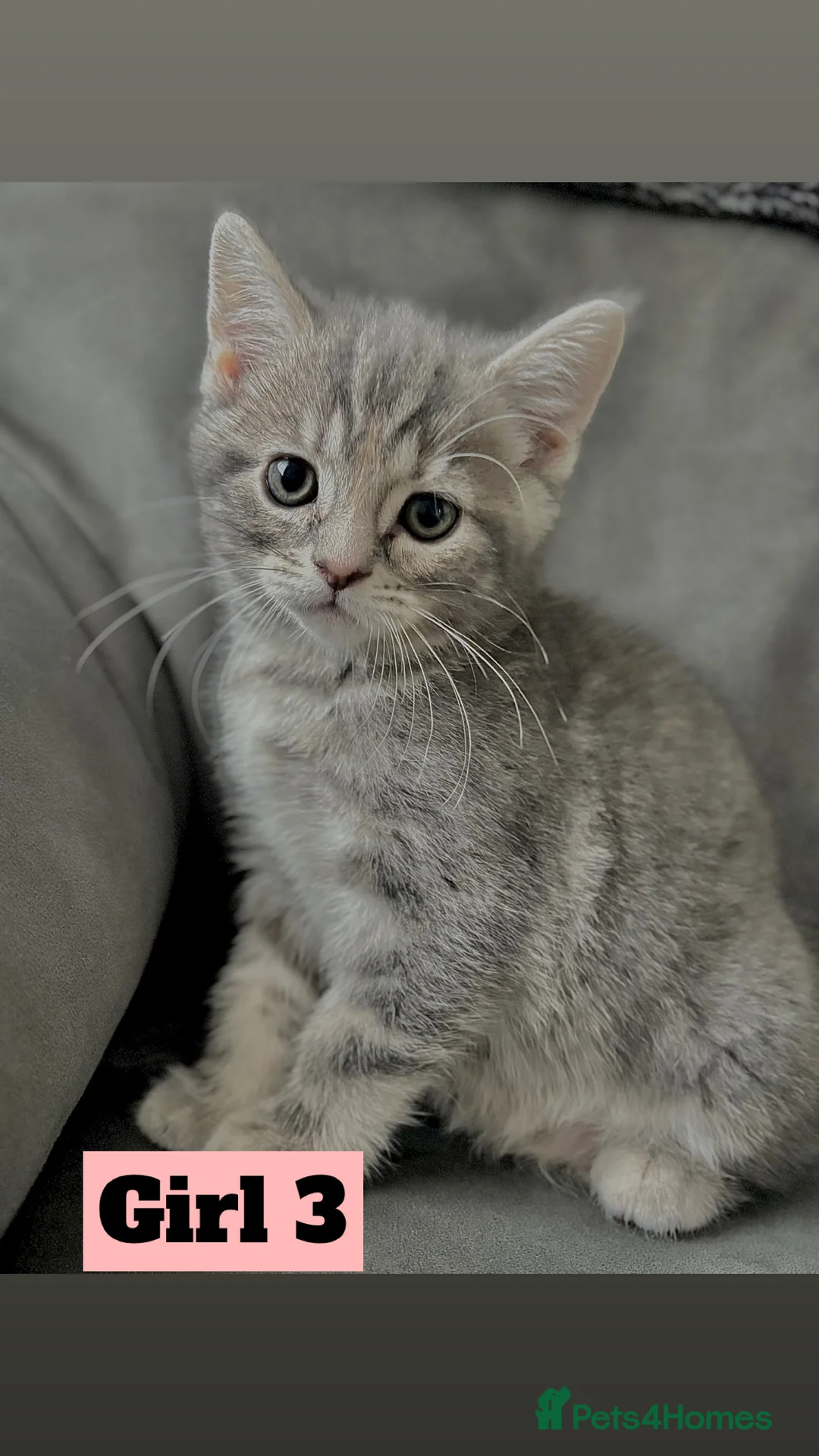 British Shorthair cats for sale: Beautiful Purebreed British Shorthair X Tabby - Advert 7