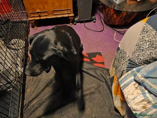 Labrador Retriever dogs Black labrador puppies - Advert 8