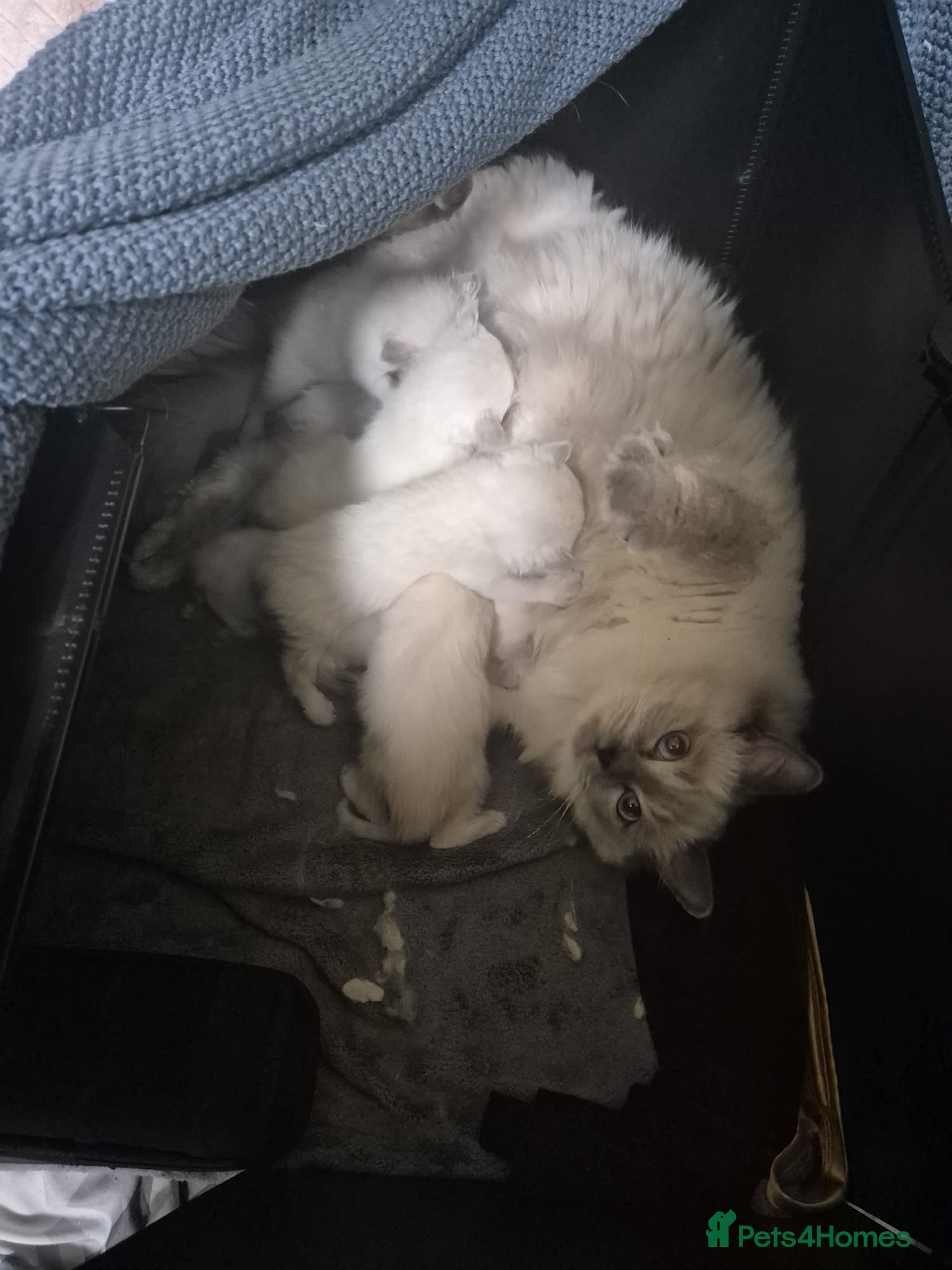 Ragdoll cats for sale: Beautiful Ragdoll Kittens Looking for Loving Homes - Advert 5