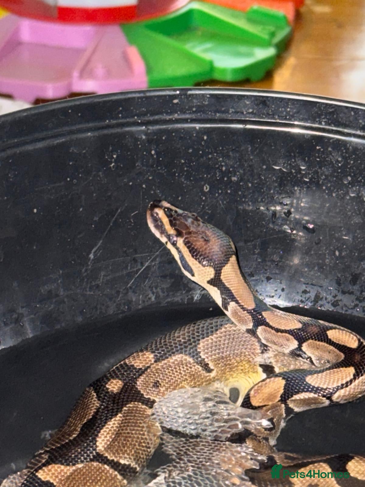 Python Snake reptiles Ball python for sale - Advert 2