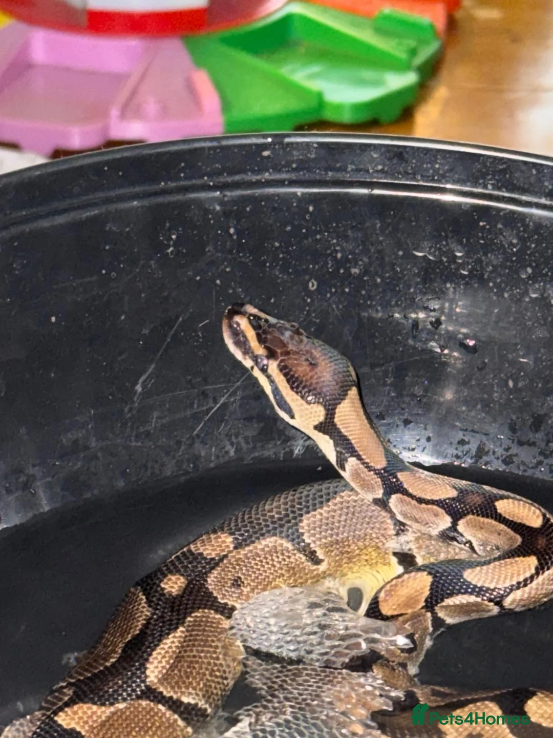 Python Snake reptiles for sale: Ball python for sale - Advert 1