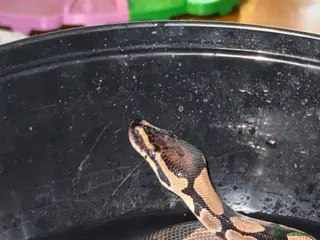 Python Snake reptiles Ball python for sale - Advert 2