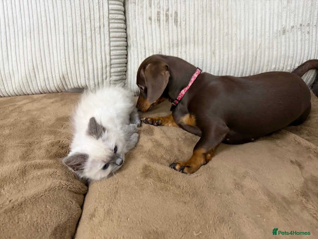 Ragdoll cats for sale: 3 Girl Ragdolls Available, Cute and fluffy!  - Advert 9