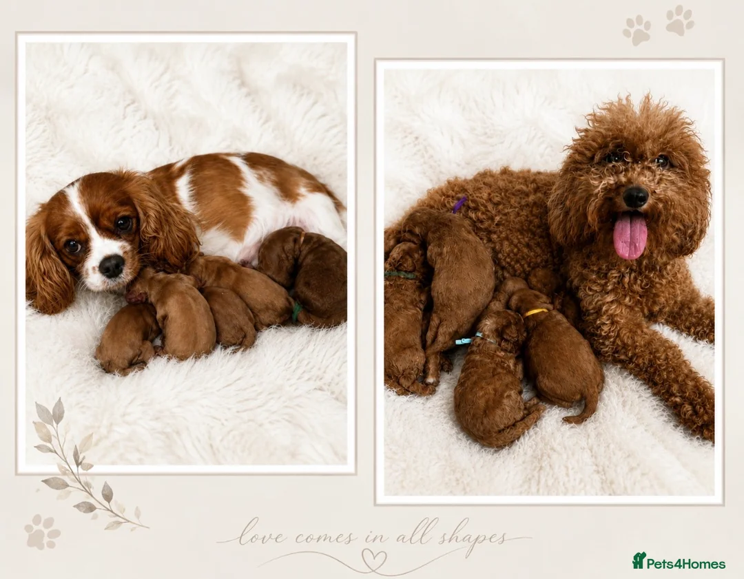 Cavapoo dogs for sale: ⭐ Top quality, health tested Toy Cavapoo babies ⭐ - Advert 1