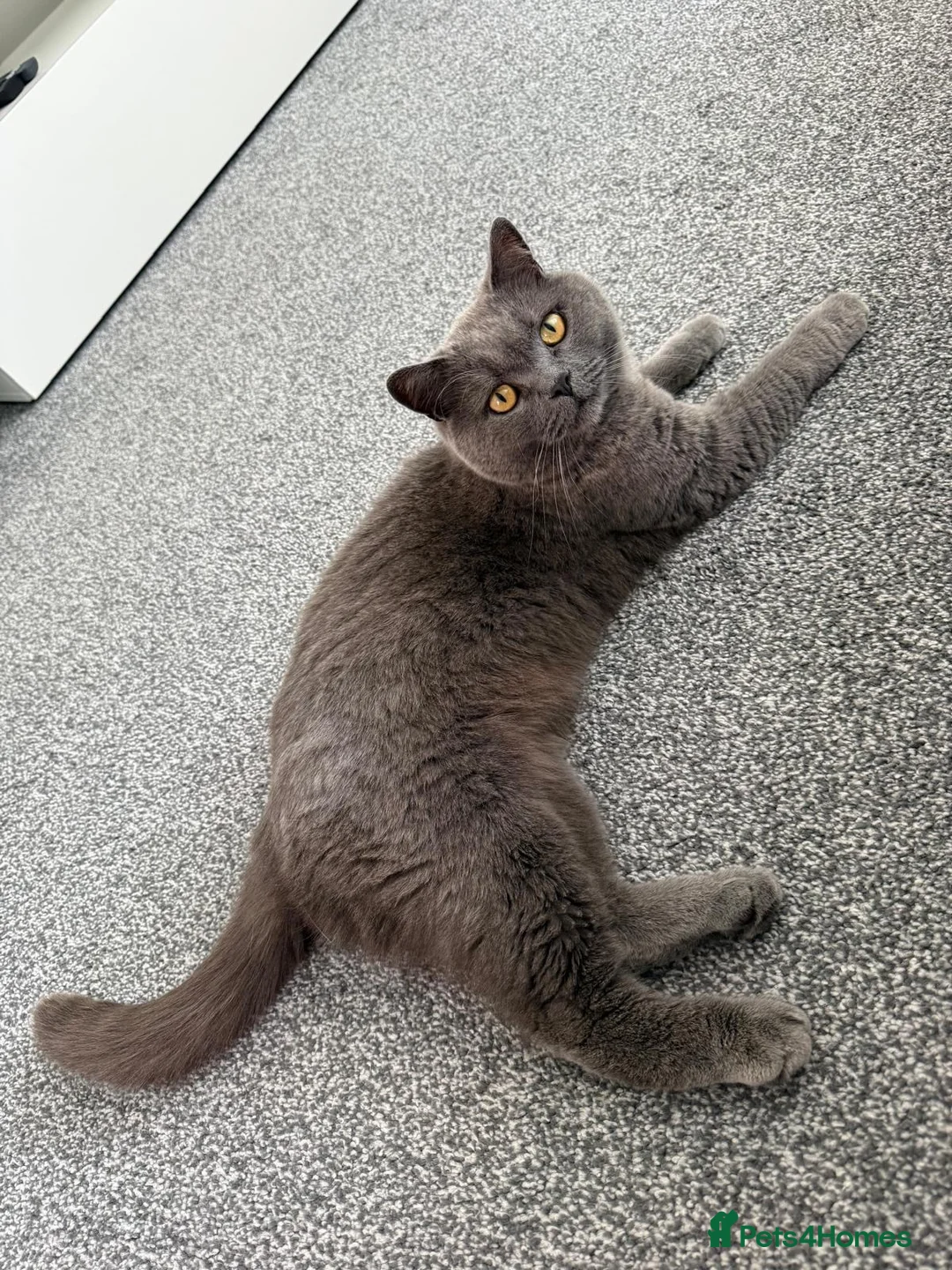 British Shorthair cats for sale: Beautiful British Blue Male  - Advert 2