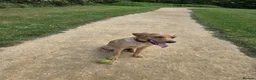 Labrador Retriever dogs for sale: Labrador retriever puppy 6 months old girl in Aylesbury - Advert 8