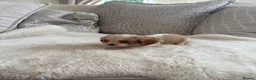 Cavalier King Charles Spaniel dogs for sale: Cavalier King Charles pups - Advert 34