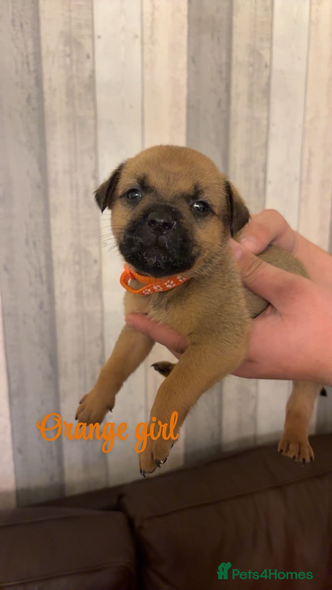 Mixed Breed dogs for sale: Gorgeous bullmastiff x Rottweiler puppies - Advert 13