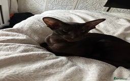 Oriental cats for sale: Oriental - Image 1