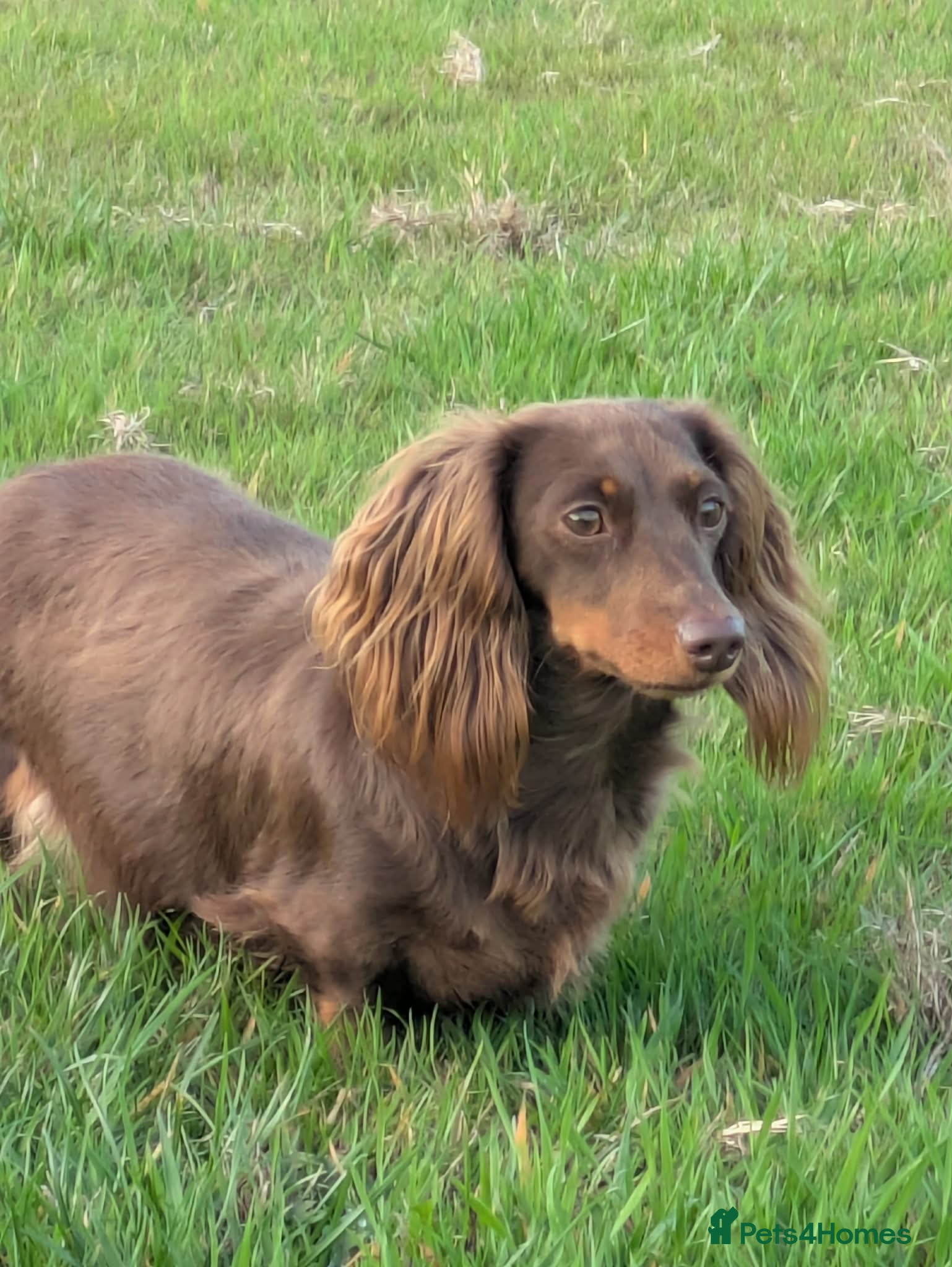 Dachshund dogs Long haired chocolate and tan  - Advert 1