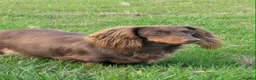 Dachshund dogs for sale: Long haired chocolate and tan  - Advert 1