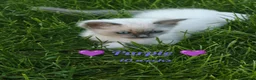 Ragdoll cats for sale: 6 beautiful pure ragdoll kittens - Advert 6
