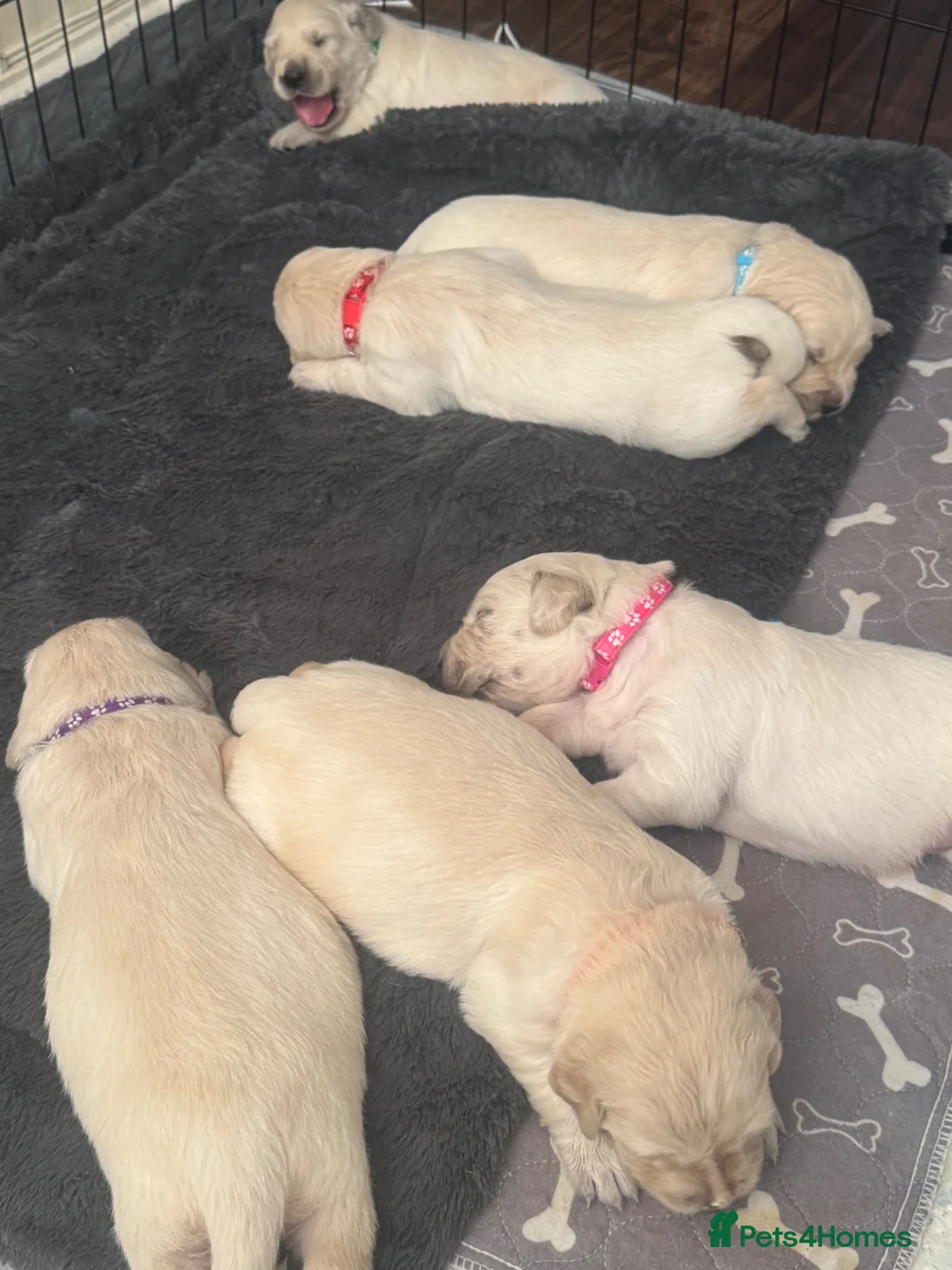 Golden Retriever dogs for sale: Beautiful Golden Retriever puppies - Advert 2