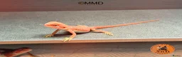 Bearded Dragon reptiles for sale: Red Monster /Zero Baby Bearded Dragons ready to go - Advert 5