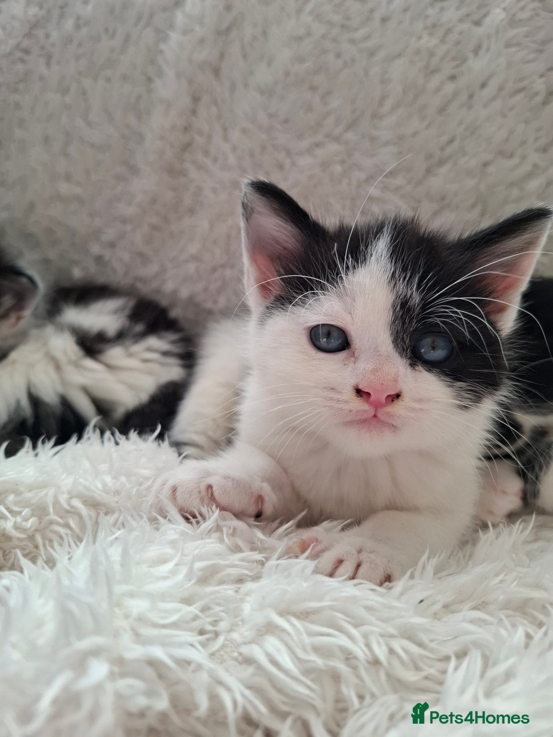 Mixed Breed cats for sale: Tabby/British short hair - Advert 26