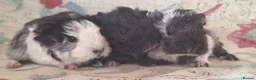 Guinea Pig rodents for sale: MEADOW SIDE CAVIES BABY GUINEA PIGS HEREFORDSHIRE  - Advert 9