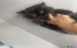 Persian cats for sale: Chinchilla Persian kittens  - Image 6