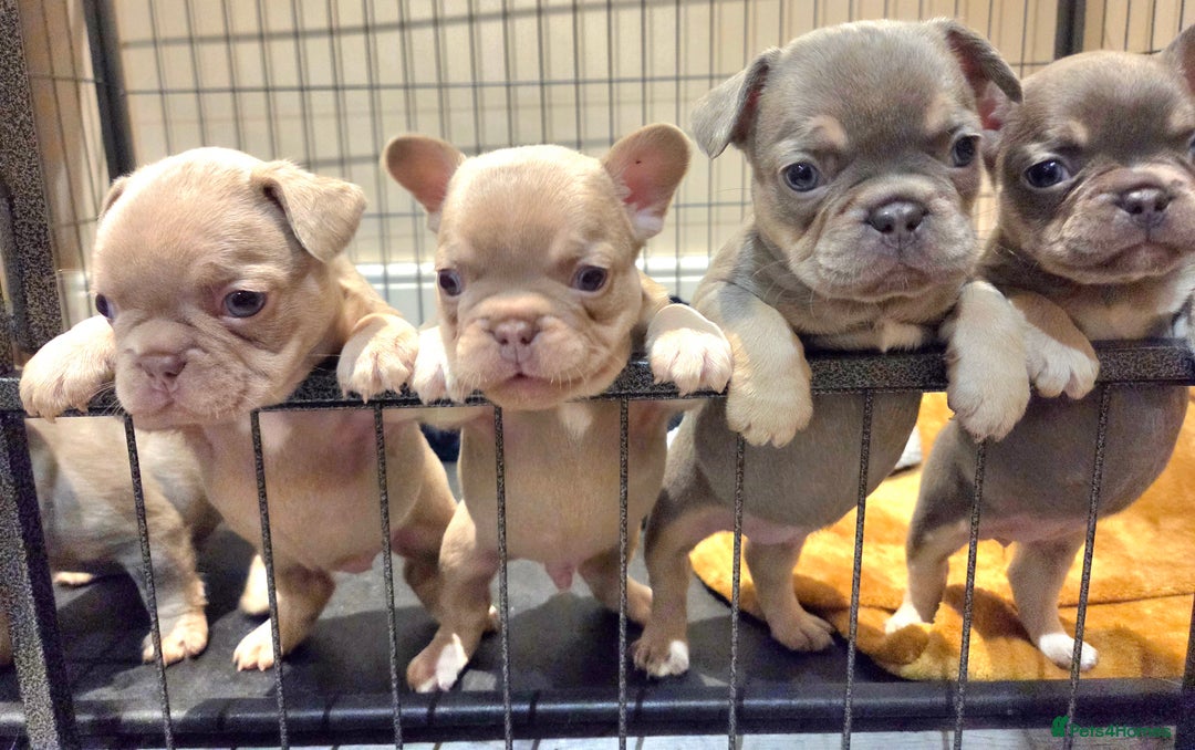 French Bulldog dogs for sale: Isabella & lilac & tan chunky frenchies - Advert 6
