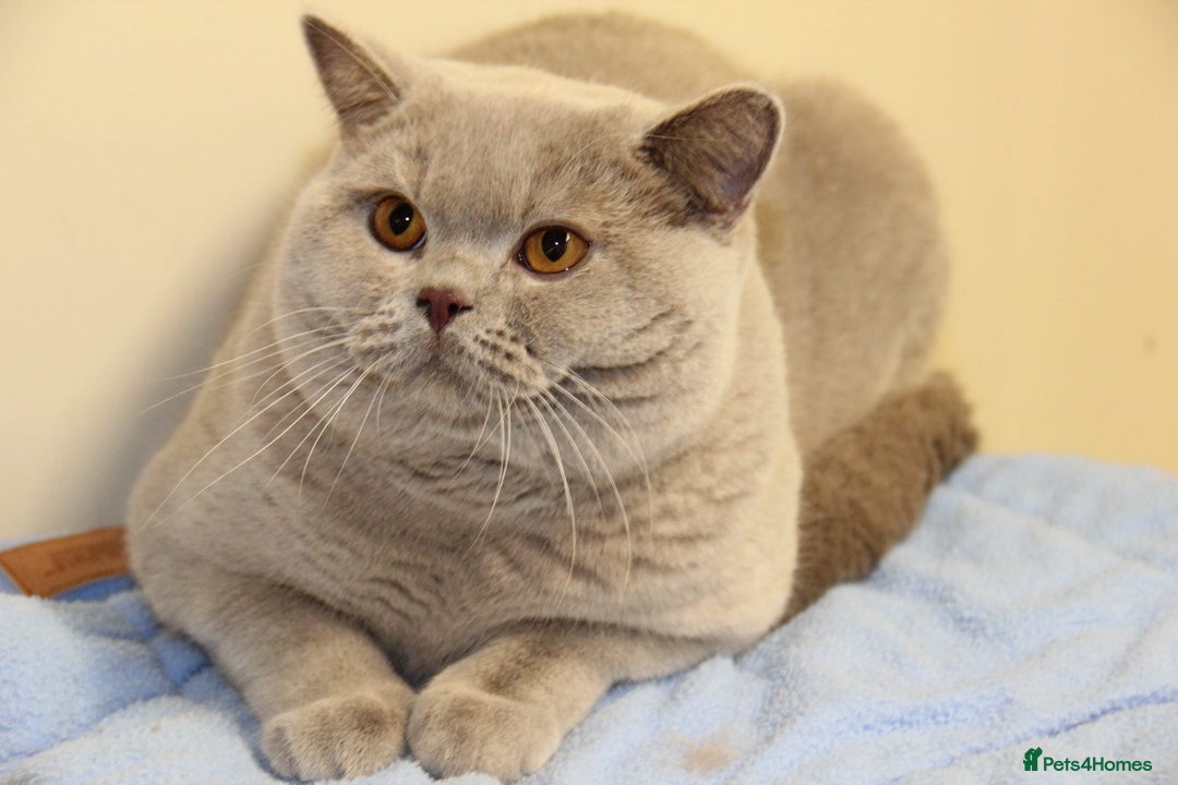 British Shorthair cats for stud: QUADRUPLE GRAND CHAMPION TICA in London - Advert 6
