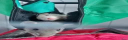 Rat rodents for sale: 2 female dumbo rats and cage  in Carrickfergus - Advert 1