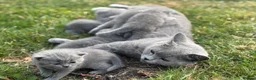 British Shorthair cats for sale: Stunning Grey British Shorthair - Advert 4