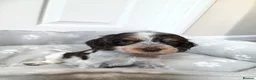 Cocker Spaniel dogs for sale: Kc registered show type spaniels  in Wickford - Advert 5