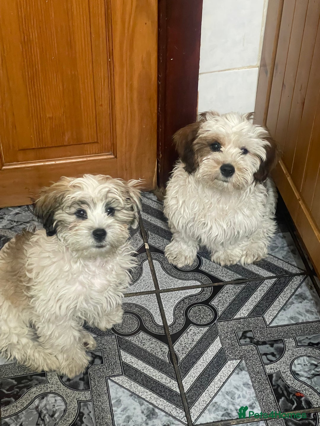 Bichon Frise dogs for sale: Bichon 2 boys - Image 2
