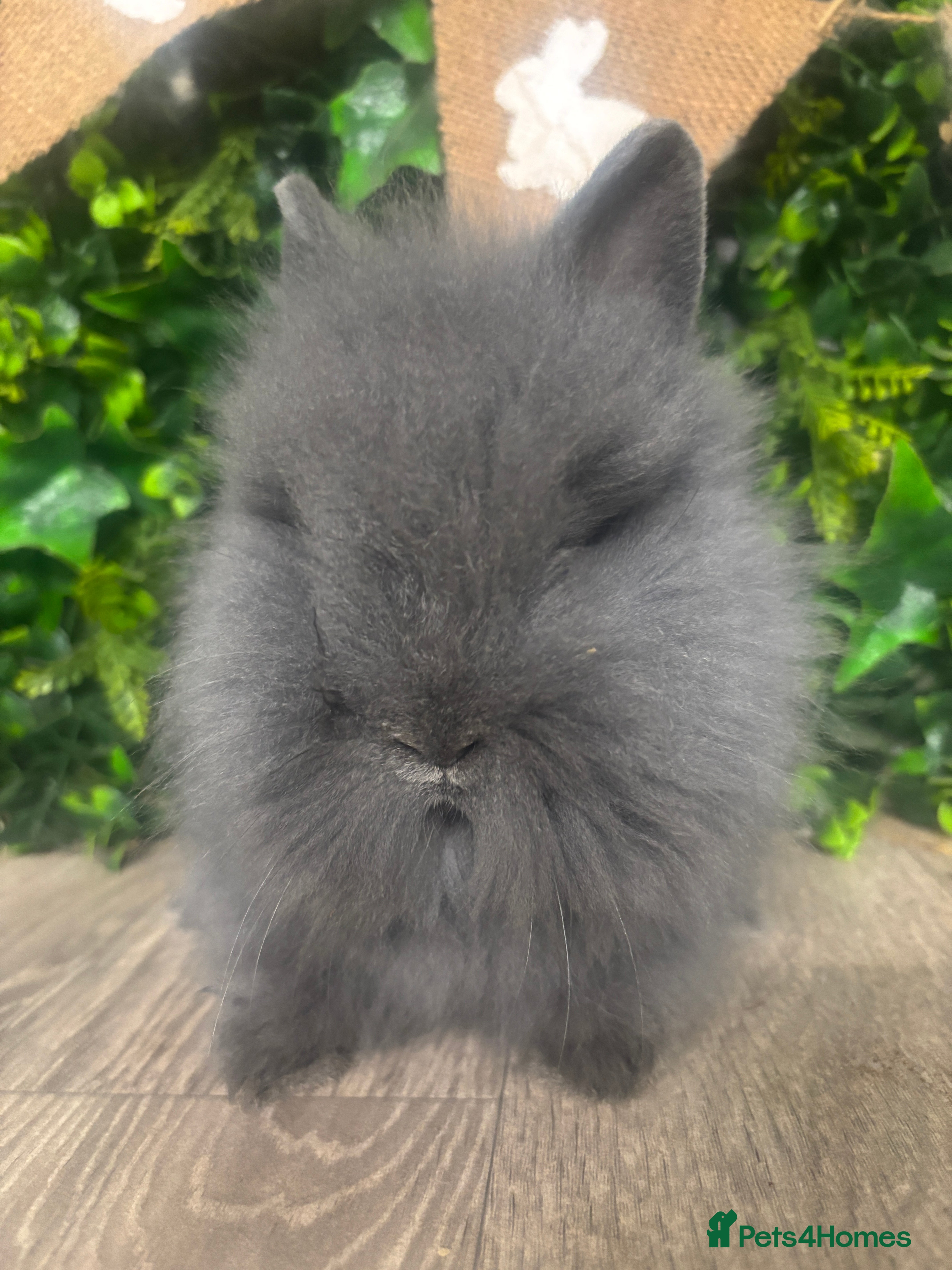 Lionhead rabbits BEAUTIFUL BABY LIONHEAD BUNNIES - Advert 11