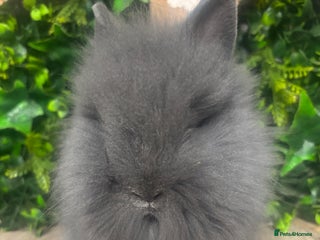 Lionhead rabbits BEAUTIFUL BABY LIONHEAD BUNNIES - Advert 3