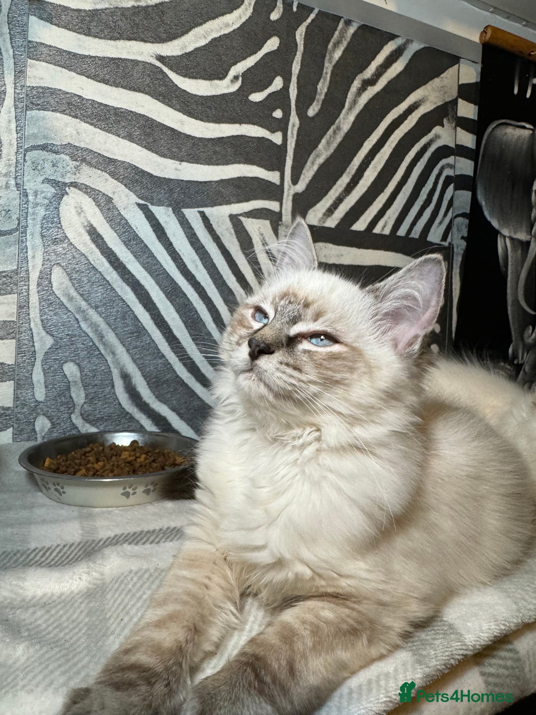 Ragdoll cats for sale: Stunning Ragdoll babies READY NOW! - Advert 10