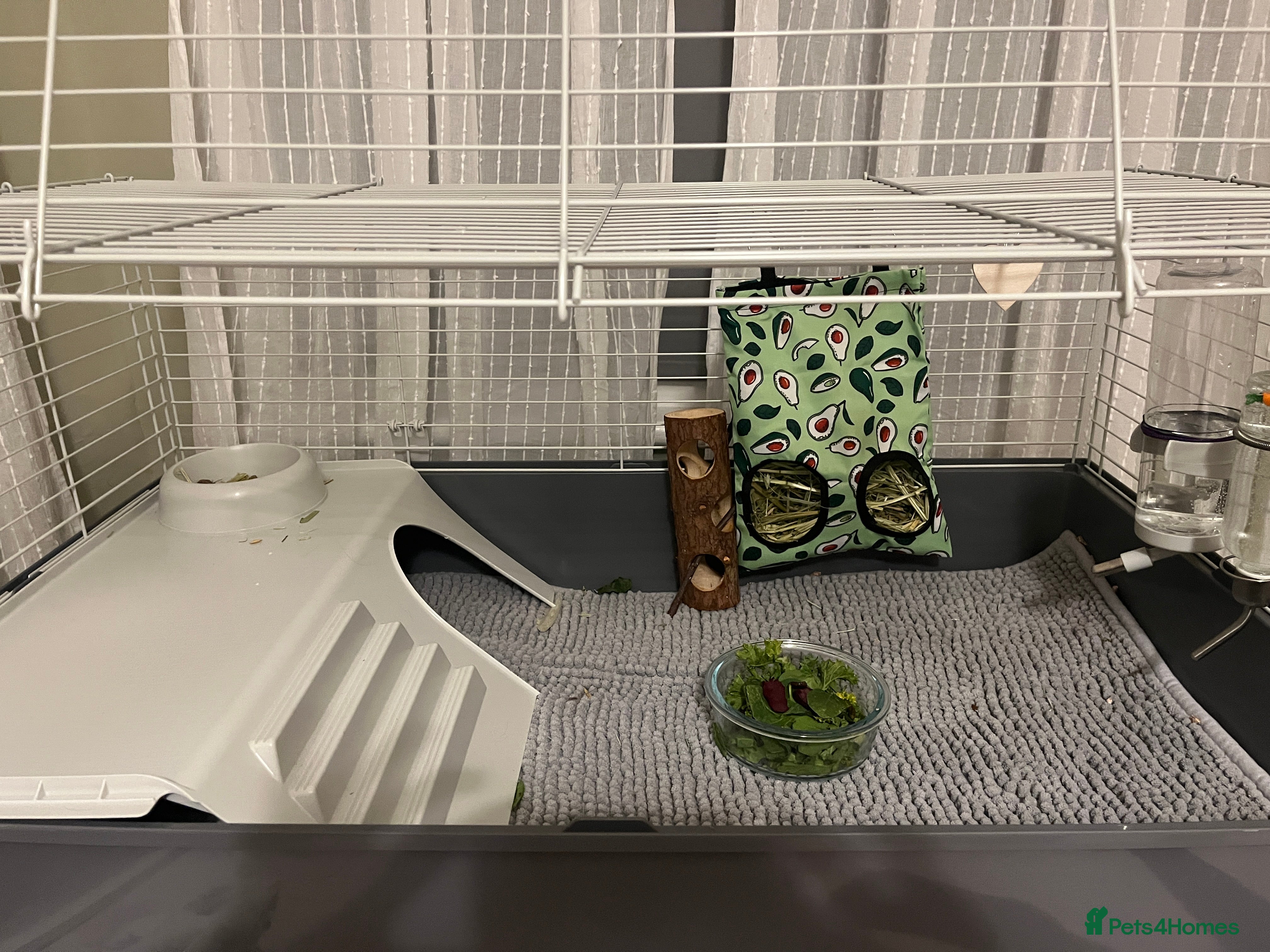 Guinea Pig rodents Guinea pig cage - Advert 2