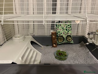 Guinea Pig rodents Guinea pig cage - Advert 2