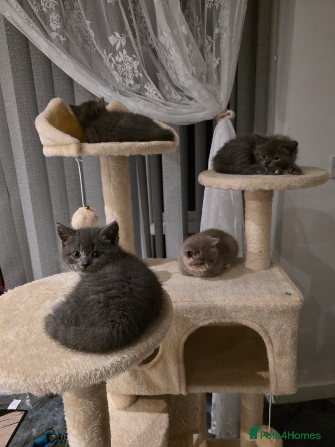 Mixed Breed cats for sale: Red point Ragdoll X Blue British Shorthair - Image 7