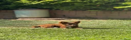 Chihuahua dogs for sale: Beautiful Chocolate Girl Chihuahua  - Advert 3