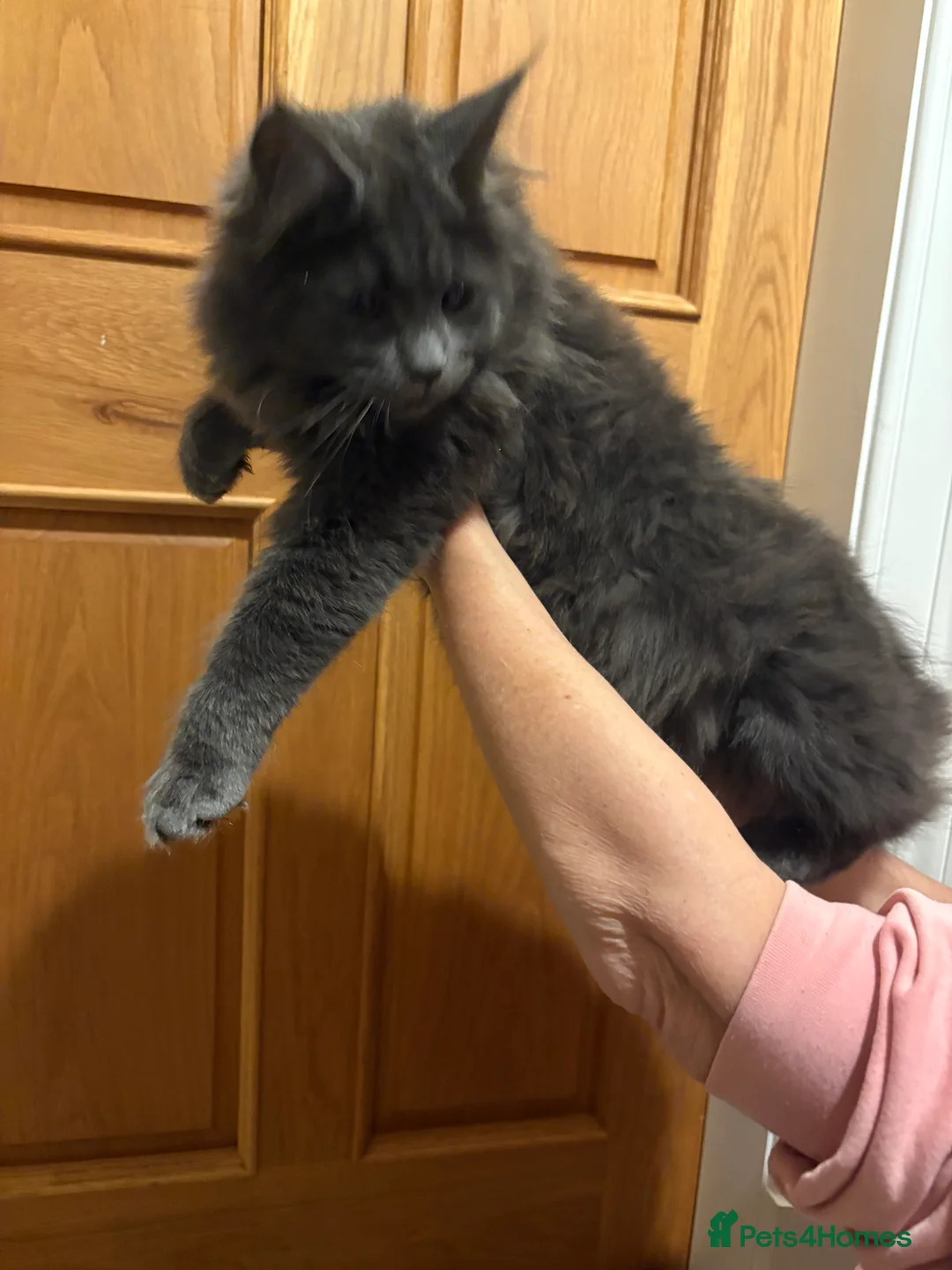 Maine Coon cats for sale: Maine coon kittens - Advert 2