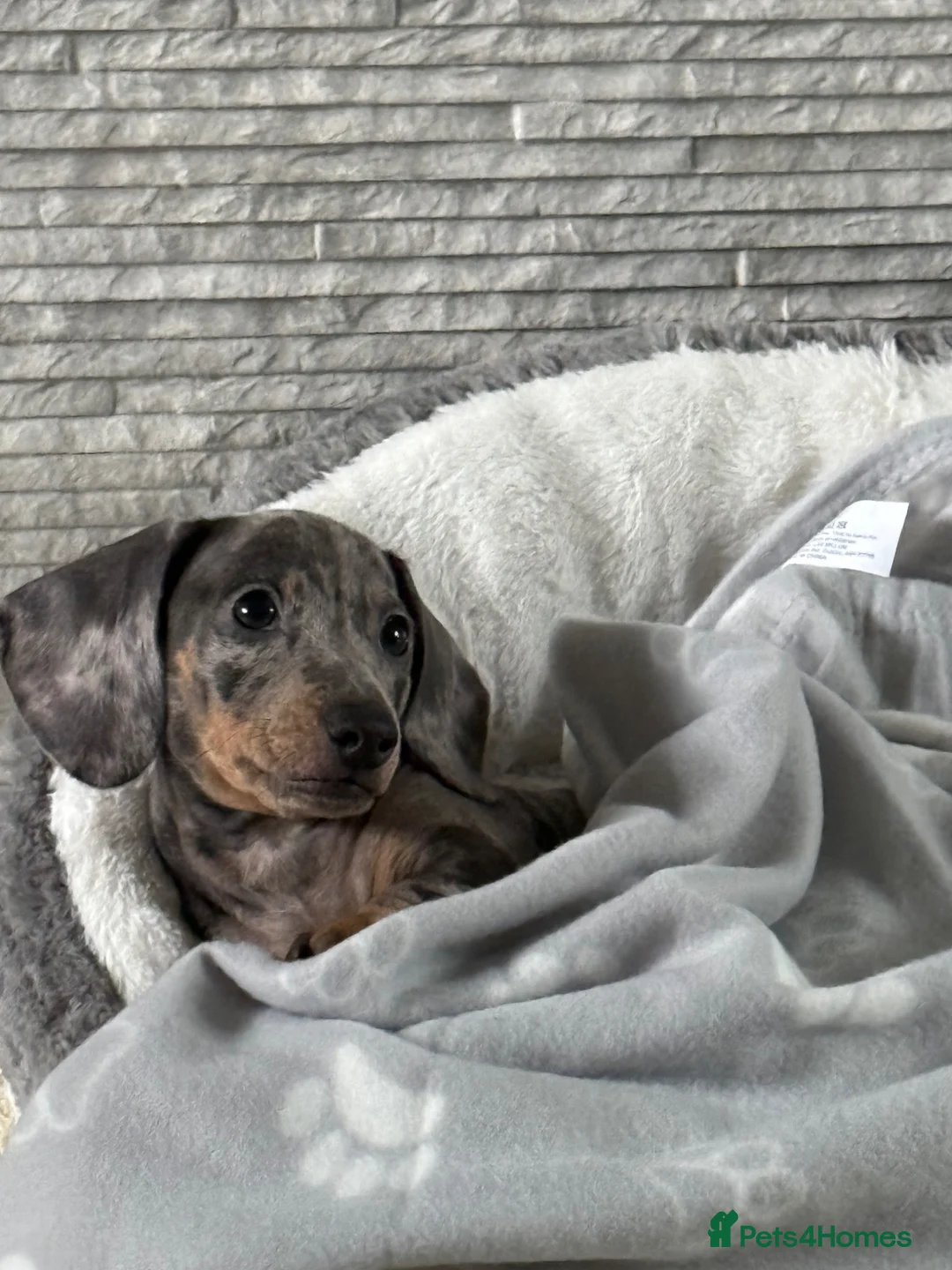 Miniature Dachshund dogs for stud: Blue  in Luton - Advert 13