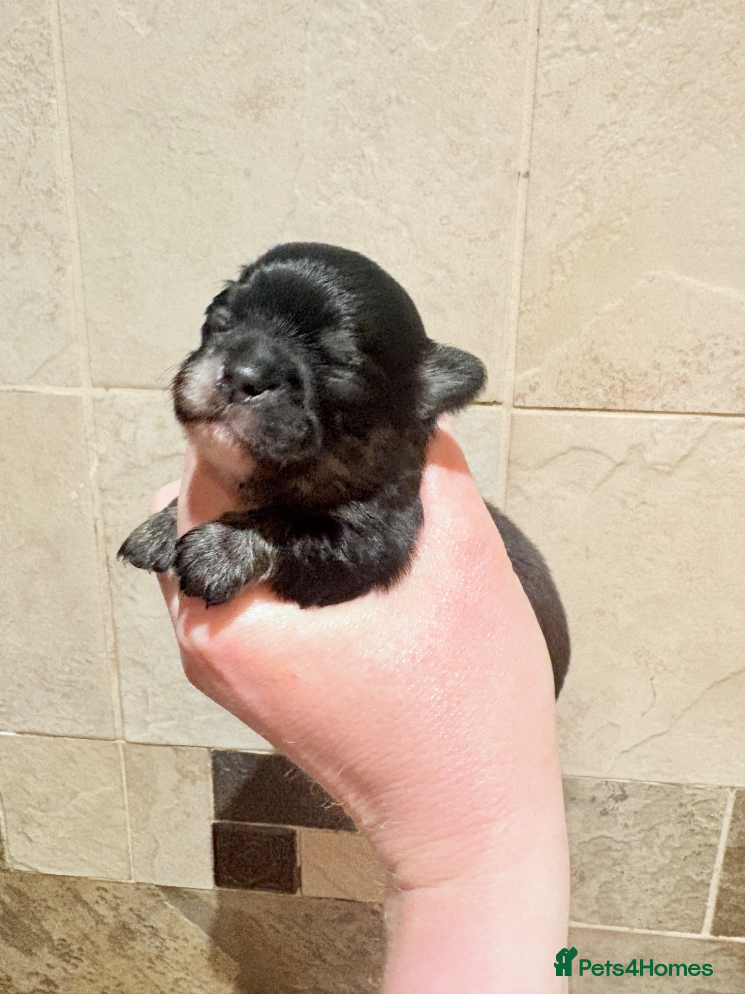 Chihuahua dogs for sale: Exquisite long coat chihuahuas  - Advert 8