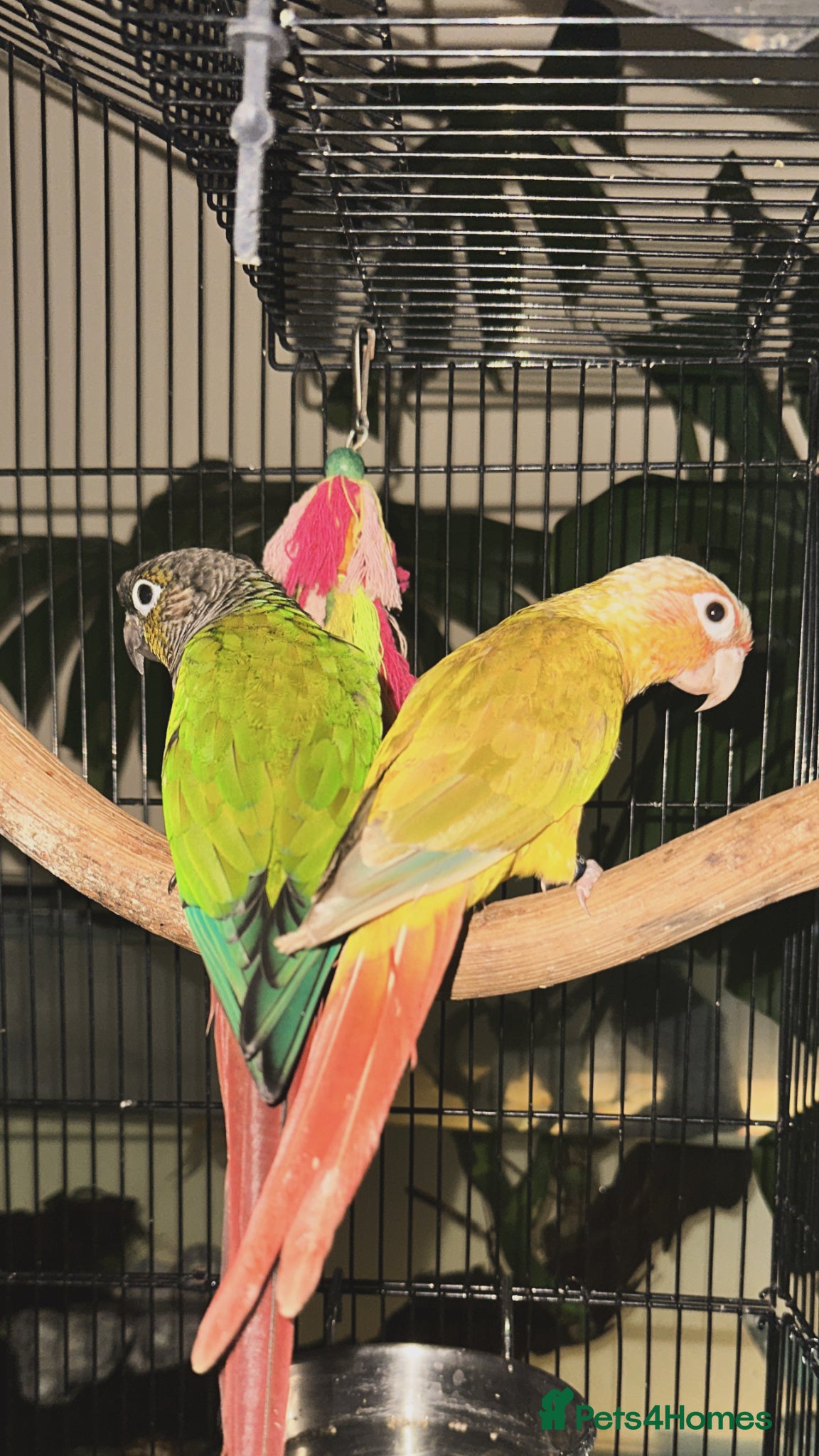 Conures birds Three conures - Advert 18