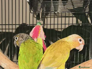 Conures birds Three conures - Advert 2