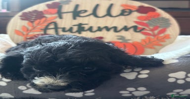 Cockapoo dogs - Advert 9
