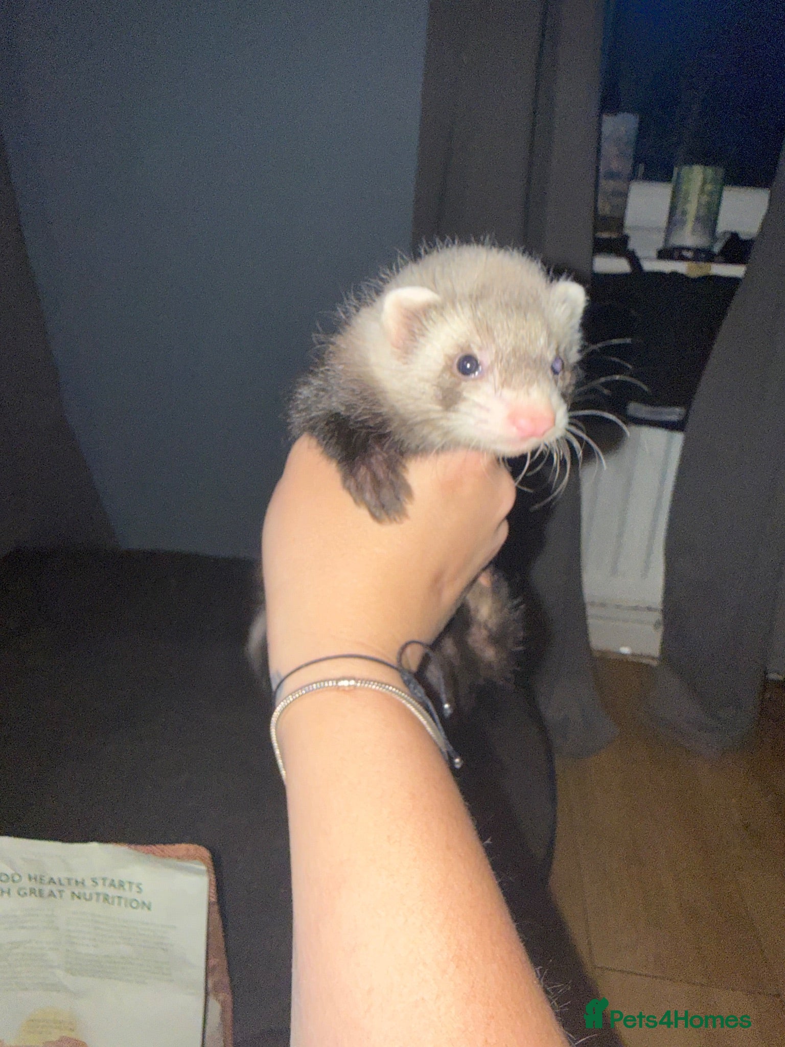 Ferret rodents 1 Jill and 1 Hob  - Advert 1