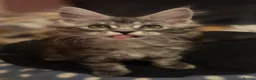 Maine Coon cats for sale: Mainecoon Kittens Tica Reg - Advert 12
