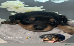 Mixed Breed dogs for sale: Rare hybrid dachsweiler pups - Image 3