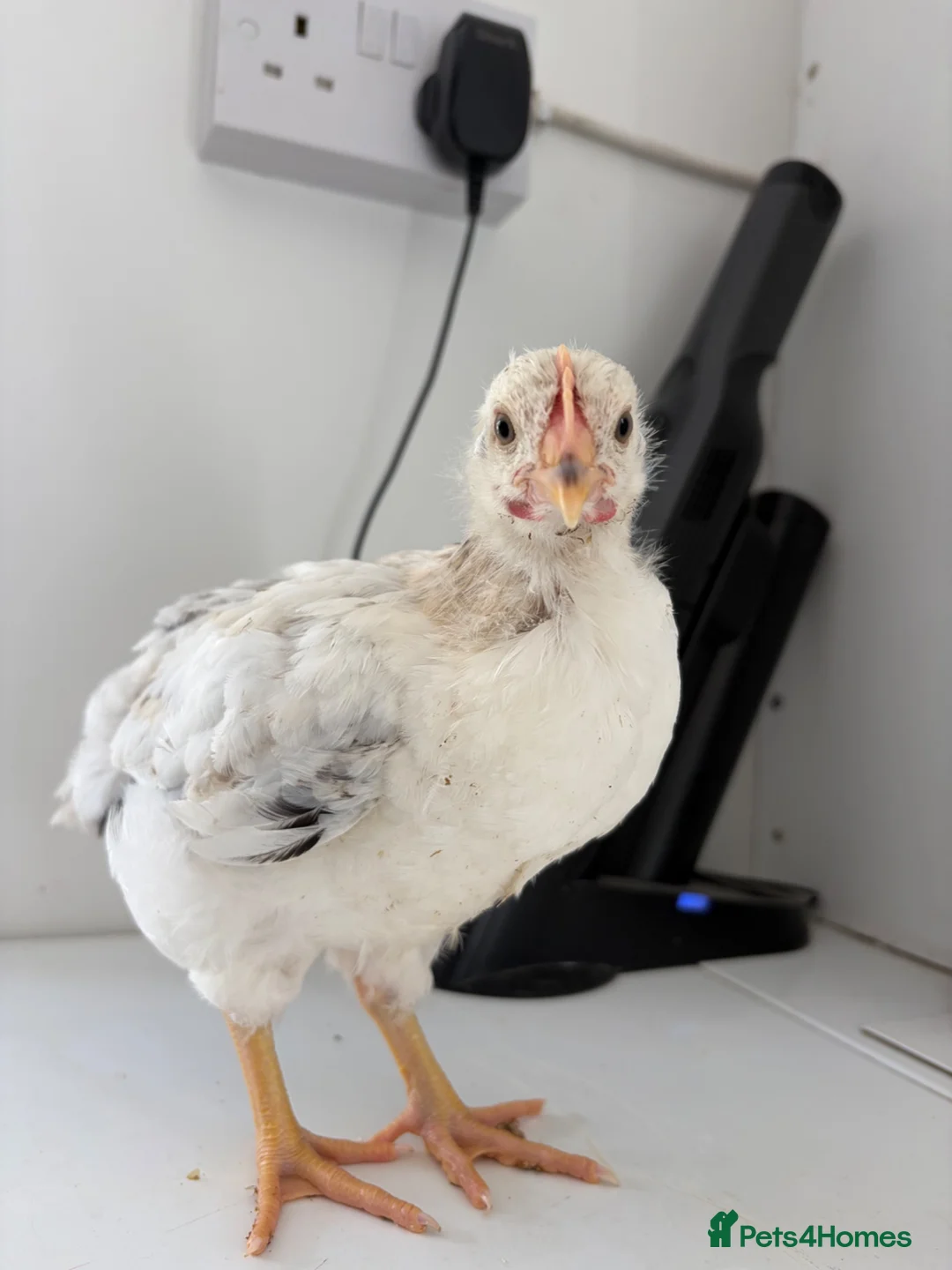 Chickens poultry for sale: Young Cockerel  - Advert 1
