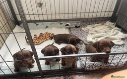 Dachshund dogs for sale: x2 Miniature Dachshund pups for sale  - Image 3
