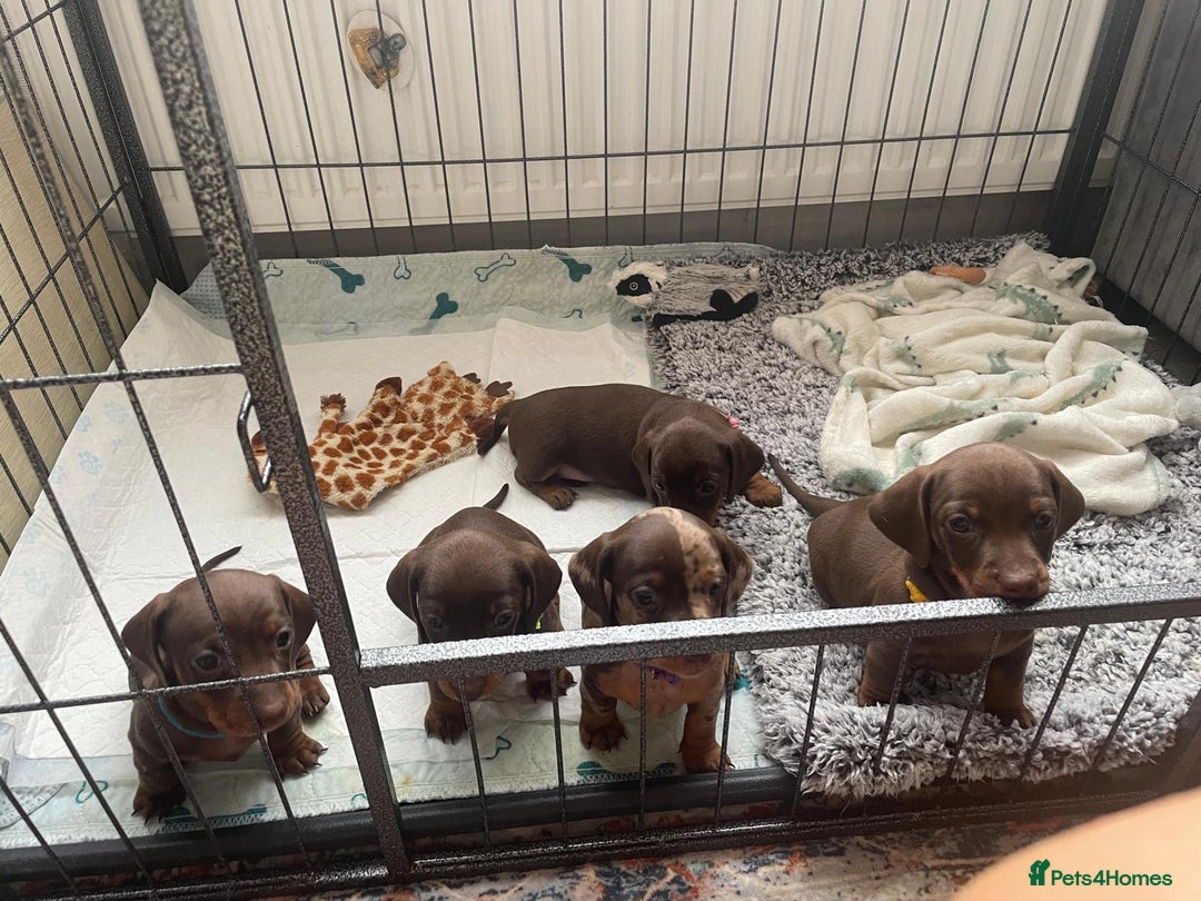 Dachshund dogs for sale: x2 Miniature Dachshund pups for sale  - Image 3