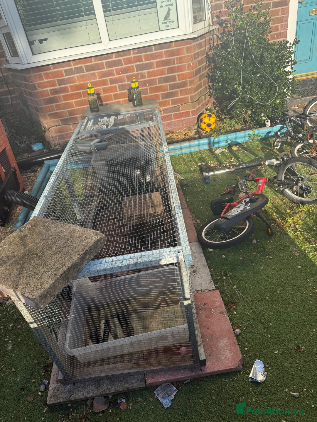 Ferret rodents for sale: 4 males with enclosure  - Image 4