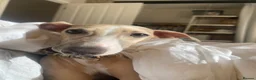 Mixed Breed dogs for sale: 3/4 Italian greyhound 1/4 whippet  in Whitby - Advert 7